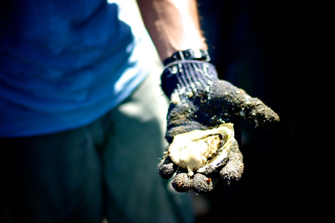 Hai Loong Marineculture 15