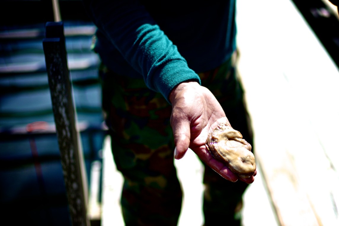 Hai Loong Marineculture 16