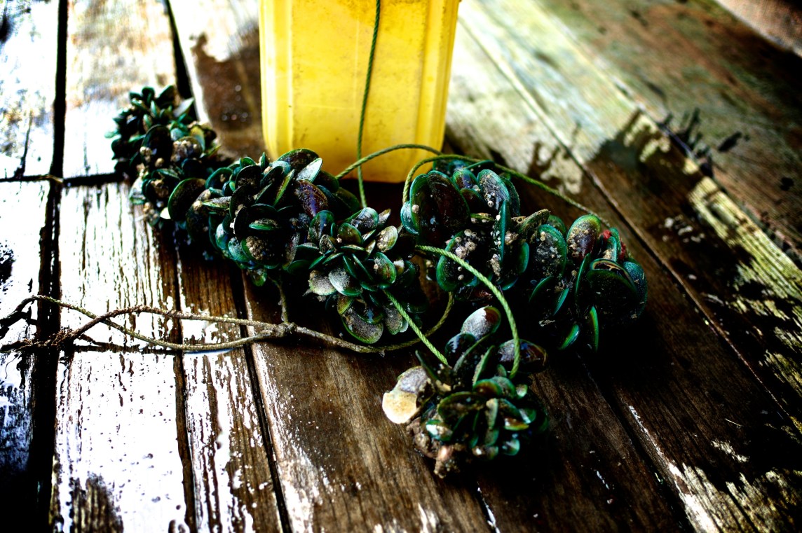 Hai Loong Marineculture 17